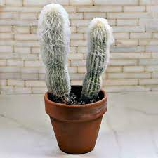 Well you're in luck, because here they come. Old Man Cactus Growing Tips For Cephaocereus Senilis