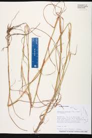 Image result for Hemarthria