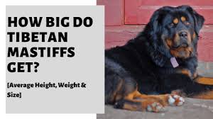 How much does a tibetan mastiff cost in the united states? How Big Do Tibetan Mastiffs Get Average Height Weight Size