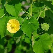 Image result for Abutilon indicum