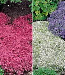 Thymian Kollektion Rot Und Weiss Polsterstauden Bei Baldur Garten