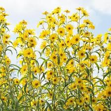 Black Barn Lebanon Ohio Sunflowers Maximillian Perennial Sunflower Spring Hill Nurseries Perennial Sunflower Spring Hill Nursery Perennials