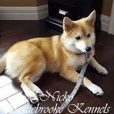 Black And White Pomsky Full Grown Pomskies Katiebrooke Kennels Pomsky Specialists Pomsky Pomsky Puppies Pomsky Dog