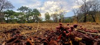 Image result for Lannea edulis