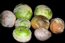 Image result for Manniophyton