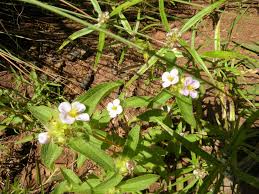 Image result for Antherotoma naudinii