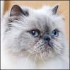 Identifying a Blue and Lilac Point Himalayan