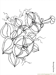 Beautiful disney princess jasmine coloring pages with jasmine. Flower Coloring Pages Morningglories Coloring Page For Kids Free Flowers Printable Coloring Pages Online For Kids Coloringpages101 Com Coloring Pages For Kids