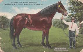 What is the average weight of a clydesdale? Behold The Biggest Horses In The World Modern Farmer