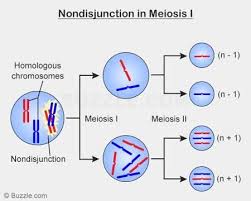 Nondisjunction In Meiosis I Biology Lessons Meiosis Anatomy And Physiology