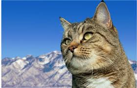 At home veterinary services provides in home care for dogs and cats in the portland metro area. Union Park Veterinary Hospital Cottonwood Heights Utah Animal Clinic