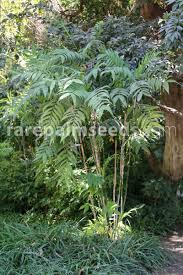 Image result for Chamaedorea microspadix