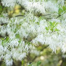 The fruit contains an acid juice similar to that of a lime. All About Fringe Tree Or Chionanthus Virginicus