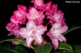 Image result for Rhipidoglossum microphyllum