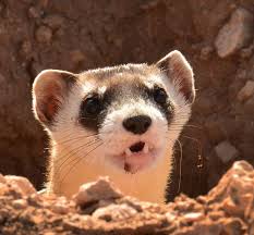 Image result for Feretia