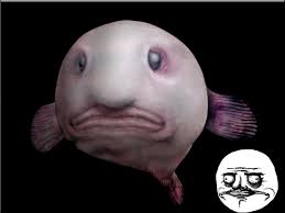 Looking at the blobfish i would assume that it's life is suffering. Blobfish Gifs