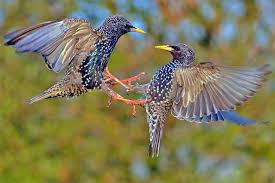 Stimme Aussehen Und Verwandte Des Stars Nabu