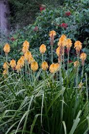 Image result for Kniphofia