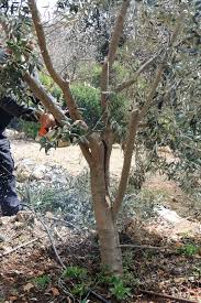 Maybe you would like to learn more about one of these? Grafting Fruit Trees A Step By Step Picture Tutorial Lady Lee S Home