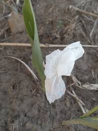 Image result for Savannosiphon euryphyllus