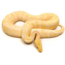 Ball pythons are very common in ghana, togo and benin west africa. Albino Ball Python Proven Adult Male For Sale Uk Serpentia