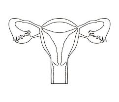 Chapter 21 female reproductive system. Only A Gynecologist Can Get 11 11 On This Female Reproductive Parts Quiz