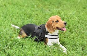 Best Beagle Harness