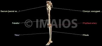 There are around 650 skeletal muscles within the typical human body. Arteries And Bones Of The Lower Extremity Interactive Atlas Of Human Anatomy