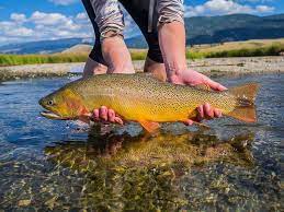 Pin On Freshwater Game