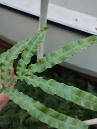 Image result for Pteris cretica