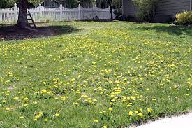 Getting Rid Of Dandelions And Yard Shame Chris Loves Julia Get Rid Of Dandelions Weeds In Lawn Lawn Care Tips