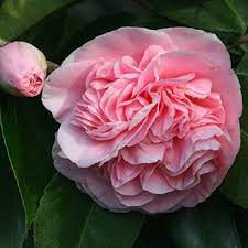 Late Blooming Camellias For A Winter Floral Fix Grow Beautifully Flowers Blooming Plants Camellia