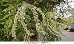 Image result for Buddleja asiatica