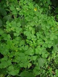 Wood Sorrel Pictures Flowers Leaves And Identification Wood Sorrel Edible Wild Plants Planting Herbs