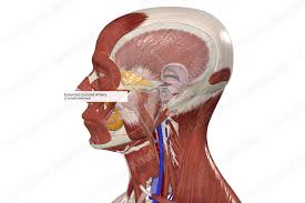 Image result for carotid artery