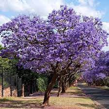 Check spelling or type a new query. Jacaranda Tree Jacaranda Tree Fast Growing Trees Growing Tree