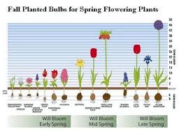 They need to grow quickly and withstand cooler temperatures. Planning And Selecting Fall Planted Bulbs