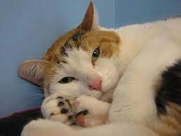 Pin On Ohs Adoptions 9