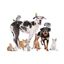 We are looking forward to meet your on our booth #6267. Atlanta Pet Expo 10 Apr 2020