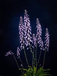 Image result for Stenoglottis