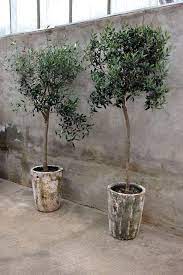 Container Gardening On Patio Potted Trees Plants Tuscan Garden