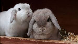 Avon Estee Lauder And Mary Kay Are Again Testing Makeup On Animals Peta Uncovers Companies That Were On Their Cruelty Free Mary Kay Estee Lauder Clean Beauty