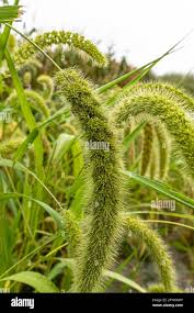 Image result for Setaria italica