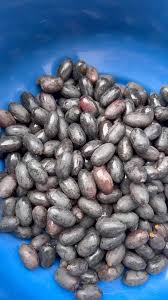 Image result for Canarium schweinfurthii