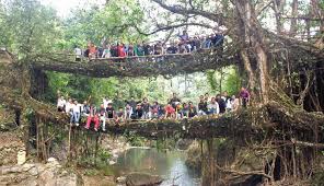 Image result for Cherrapunji root bridge