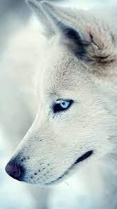 Awesome apple iphone hd wallpapers. White Wolf Iphone Wallpapers