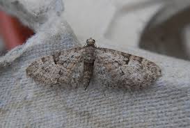 Image result for Eupithecia dodoneata