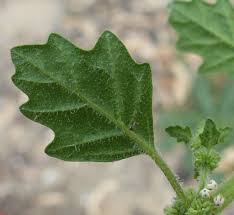 Image result for Dysphania pumilio