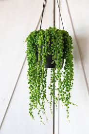 You should provide this string of beads houseplant with average indoor temperatures around 72 degrees f. String Of Pearls Growing Vines Lively Root