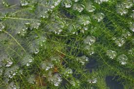 Image result for Hydrilla verticillata